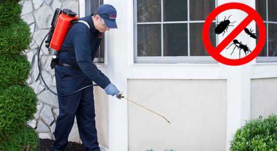 Ayancık Kemirgen İlaçlama böcek ilaçlama ve haşere kontrolü — ilaclama-tr.com